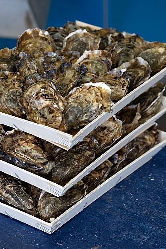 Des huîtres sur un plateau - Huitres David
