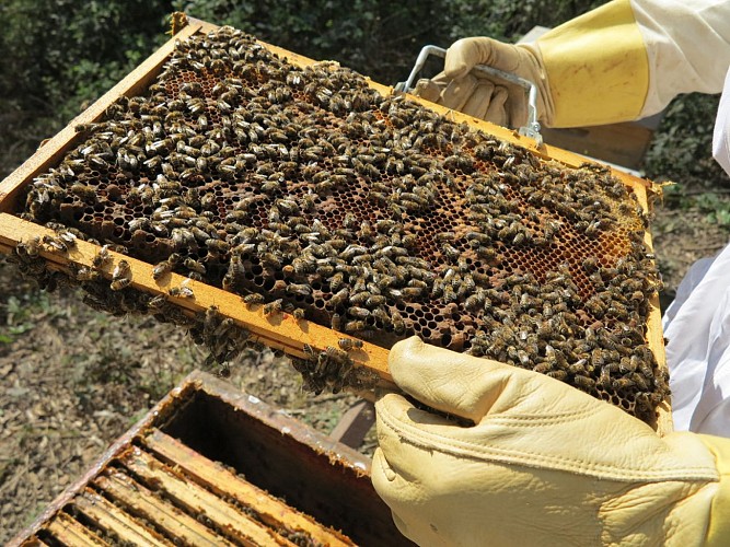 photo Ruche de la brule Jacquet_23025193