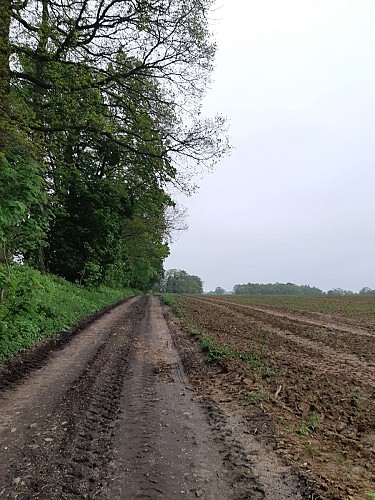 Chemin de Hongrie aux mares entre les champs