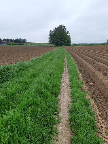 Chemin de Hongrie aux mares entre les champs