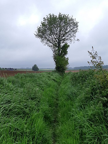 Chemin de Hongrie aux mares entre les champs