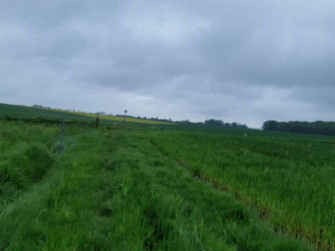 Chemin de Hongrie aux mares entre les champs