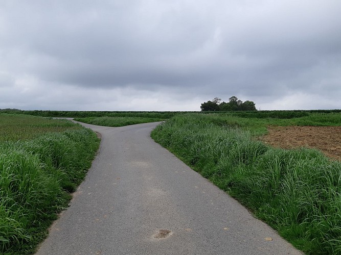 Retour vers la clairière