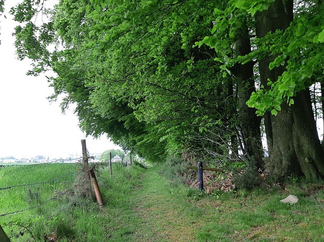 Retour vers la clairière