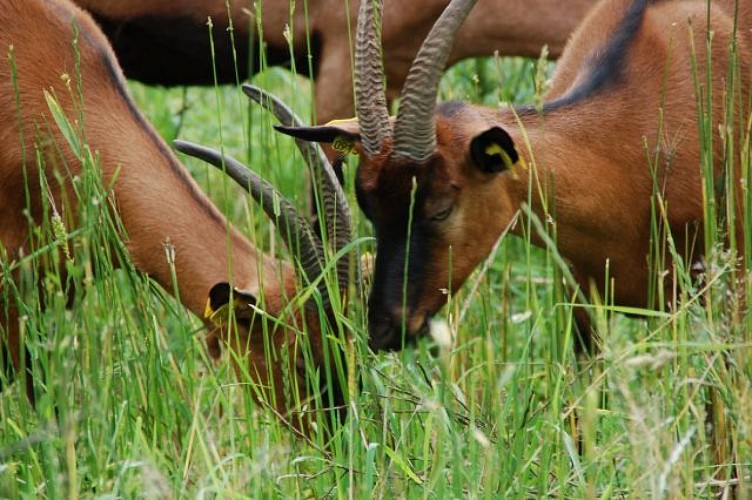 Ferme de Fantouillet
