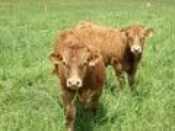 Viande Bovine Limousine GAEC Lavergne_1