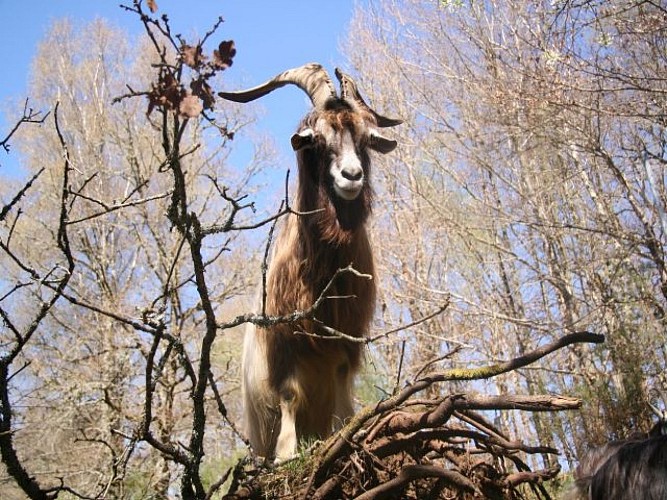 Les échappées bêlent