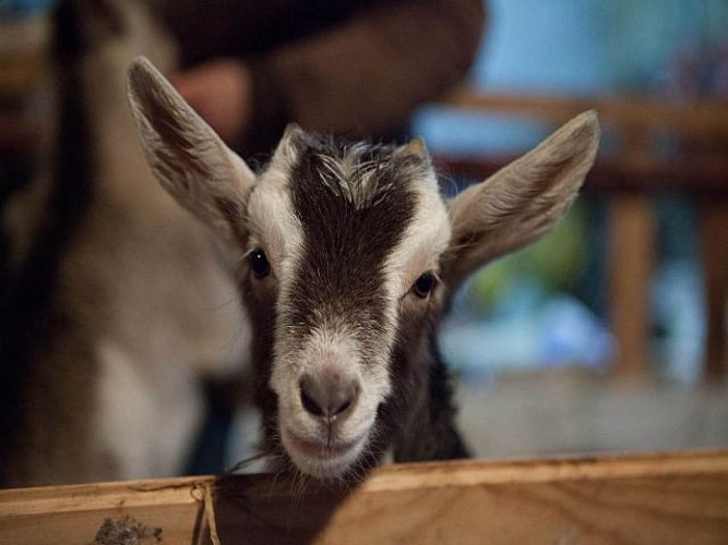 Les échappées bêlent_1