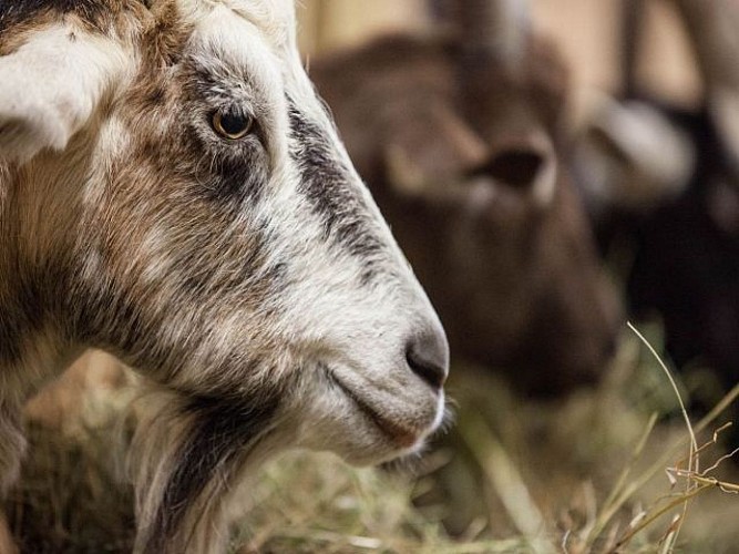 Les échappées bêlent_3