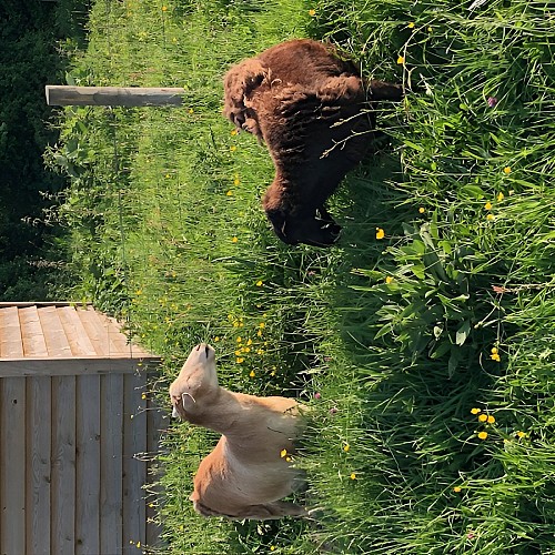 Nos moutons veillent sur vous