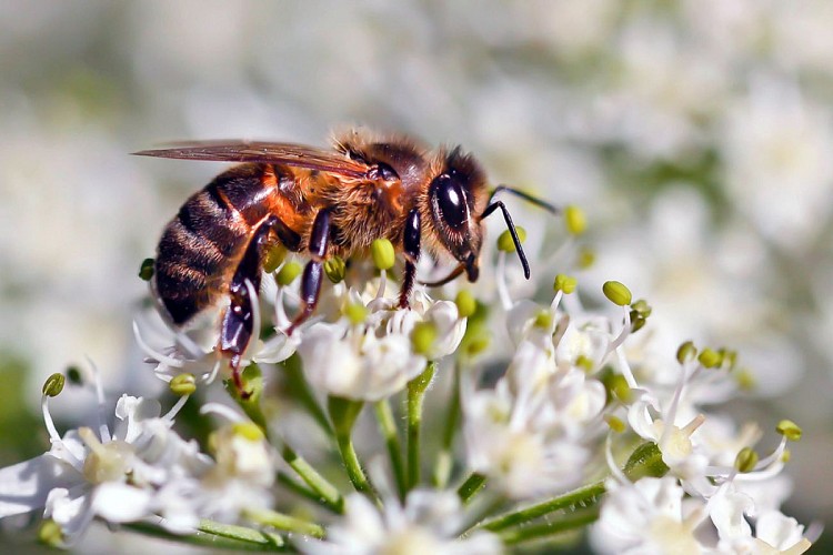 Apis mellifica-8459 copie