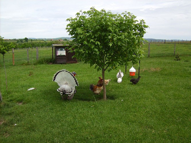 Ferme - Au Bonheur des Animaux