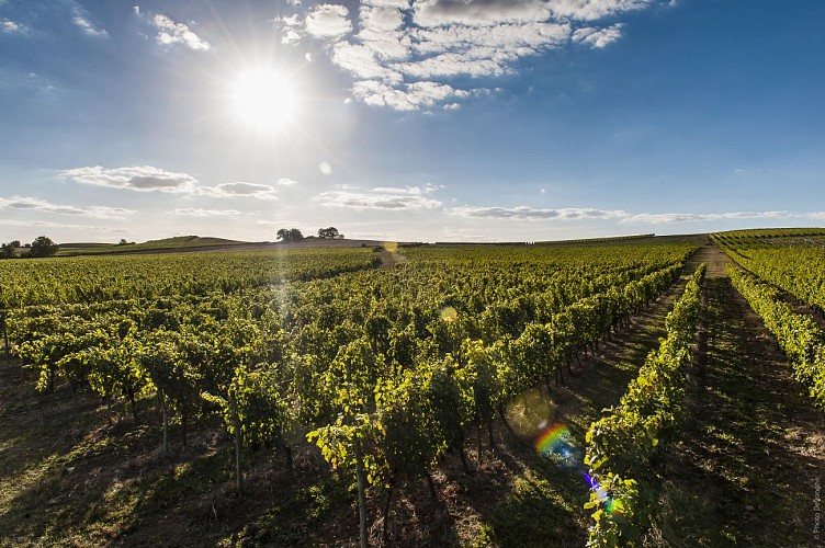 Vignerons Nebout