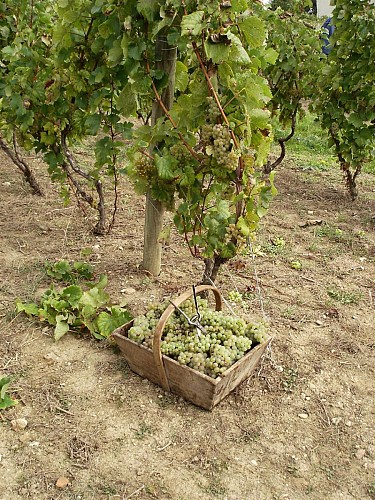 Conservatory for old vine varieties