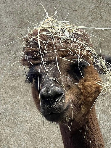 Alpagas et filature de l'Aubepierre