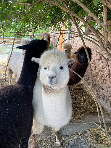 Alpagas et filature de l'Aubepierre