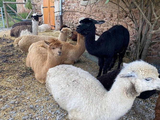 Alpagas et filature de l'Aubepierre