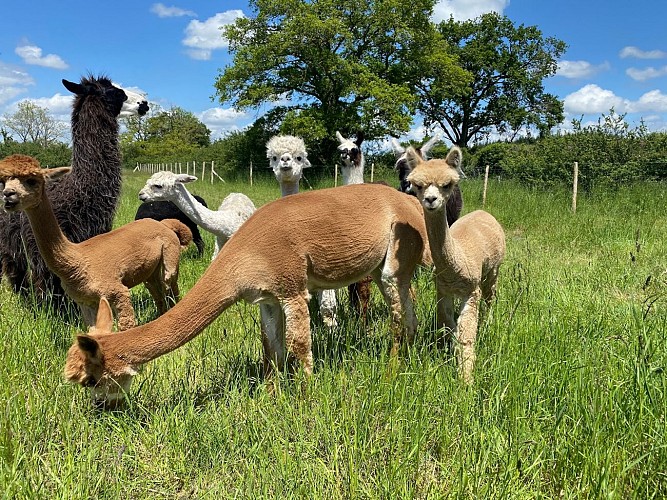Alpagas et filature de l'Aubepierre