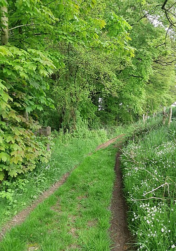 Dans la forêt de Mont Roty