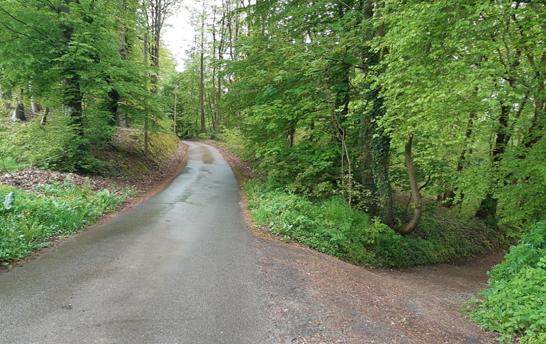 Dans la forêt de Mont Roty