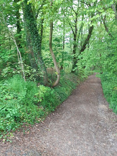 Dans la forêt de Mont Roty