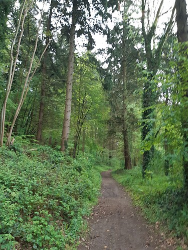 Dans la forêt de Mont Roty