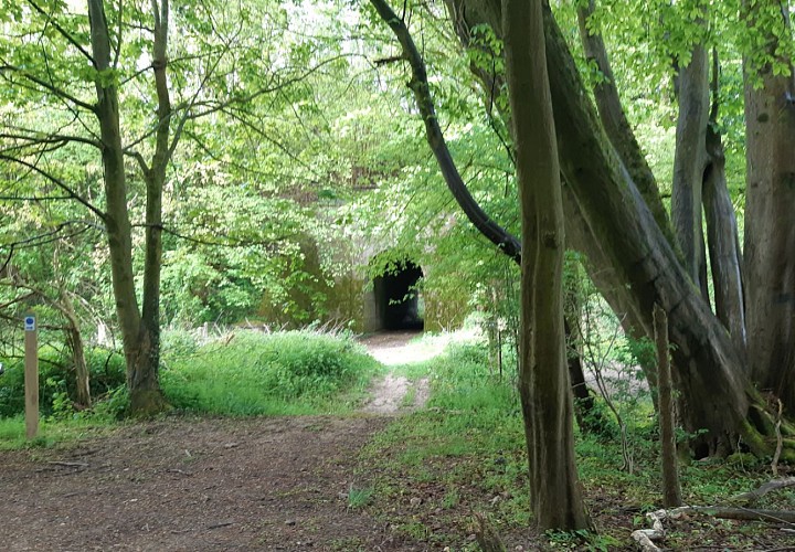 Dans la forêt de Mont Roty