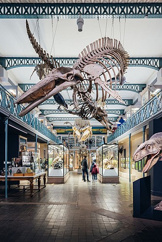 Natural History Museum in Lille