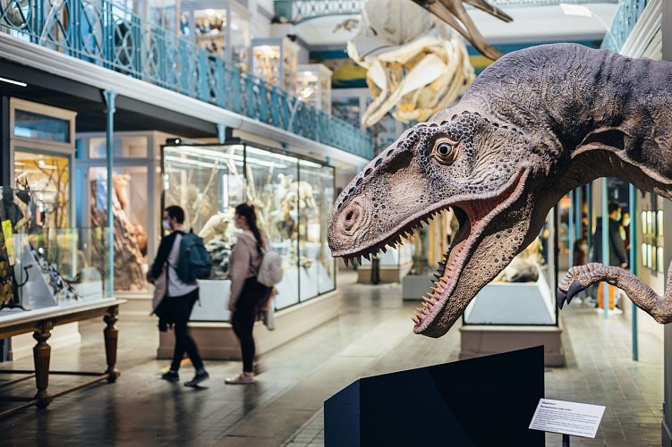 Natural History Museum in Lille