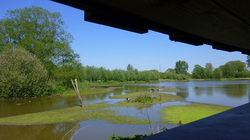 Le marais de Fretin ou marais du Warlet