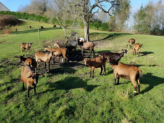 Ferme-Chevriere-MesnilEudes-groupe