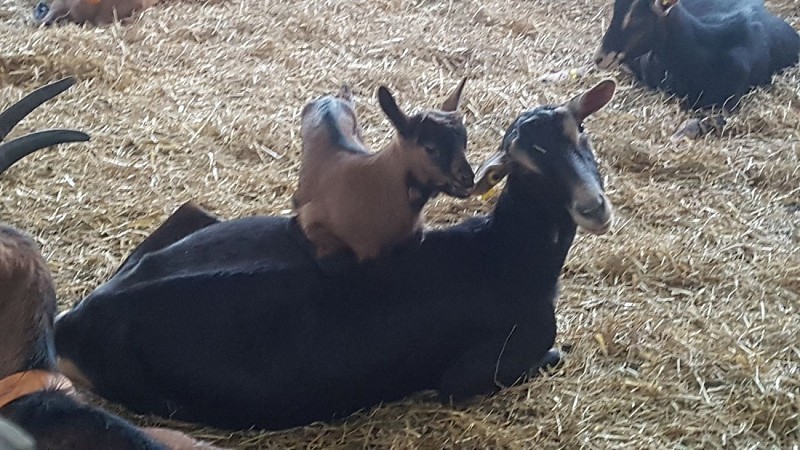 ferme de la chevrière