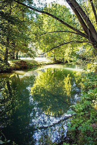 L'Authie à Willencourt