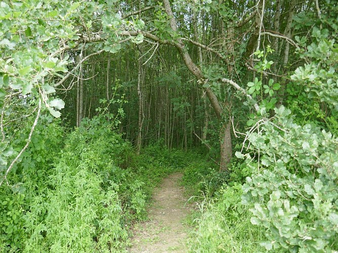 Les Rêves d'Ambre, le pavillon