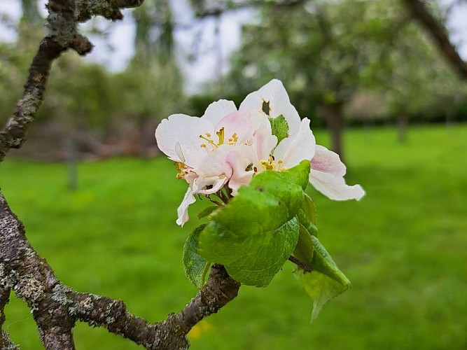 Fleur de pommier