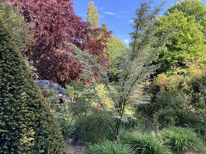 Cornus-kousa-Laura-ceanothe-et-hetre-pourpre