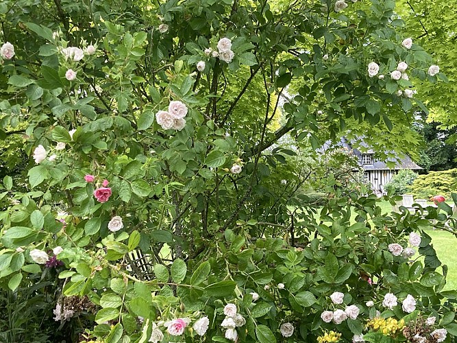 Rosier-White-Grootendorst-