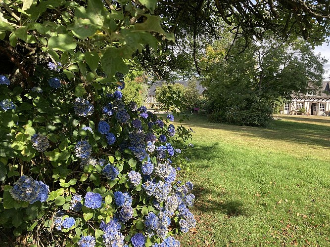 Hydrangea-Renate-Steiniger-sur-fond-de-maison-