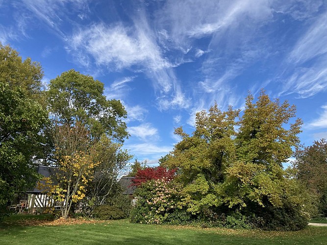 Joli-ciel-sur-magnolia-stellata-acers-aconitifolium-et-pensylvanicum