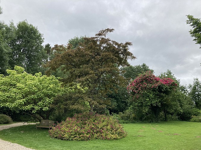 Catalpa-pulverulenta-Gleditsia-et-rosier-American-Pilar
