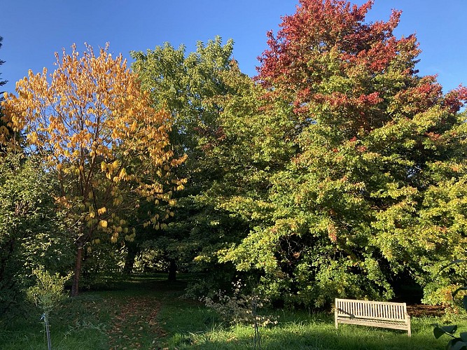 Le-Quercus-palustris-commence-a-rougir-et-le-Prunus-maachi-est-jaune---Copie
