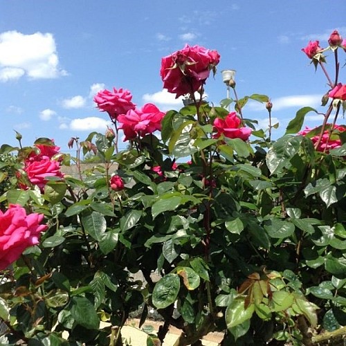 granville-ch-le-ptit-nid-10