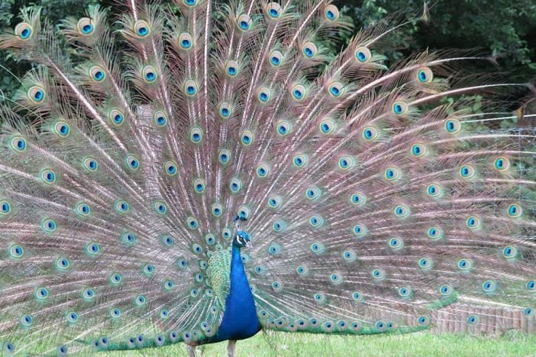 perriers-en-beauficel-chambre-d'hotes-gouzien-10