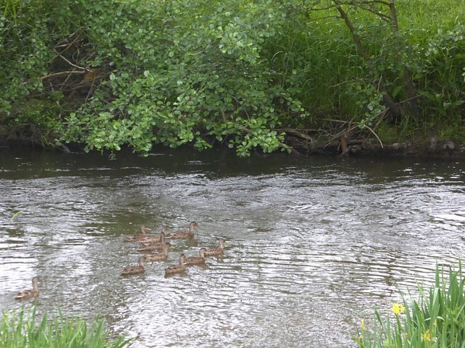 gite sourdeval les bois germain michel le moulin (12)