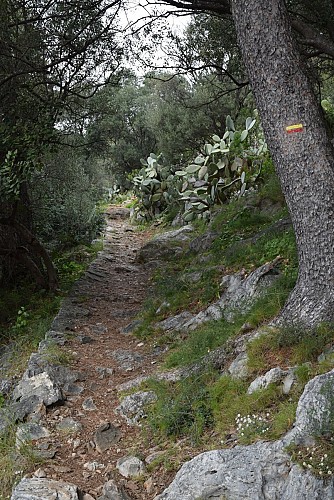 Sur le chemin forestier