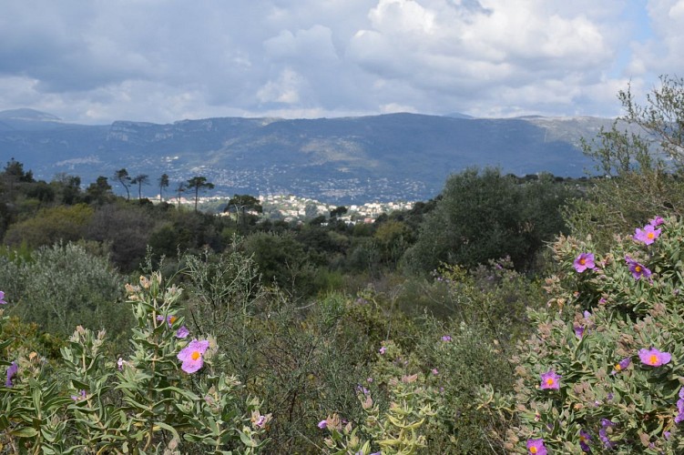 Vue sur les collines à l'ouest de Nice