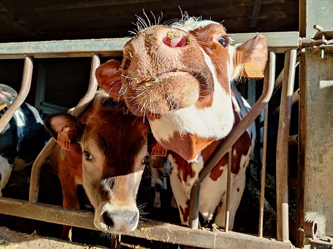 Élevage laitier de la ferme du Warchais (Villers-Perwin)
