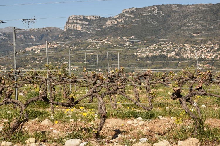 Vignoble du Bellet