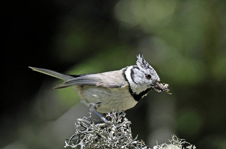 Mésange huppée, (Lophophanes cristatus), insectes dans le bec