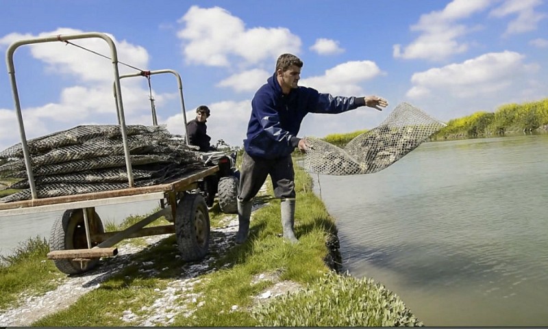 Vente directe d'huîtres, Charneau